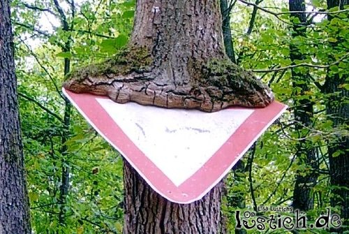 Baum gegen Schild