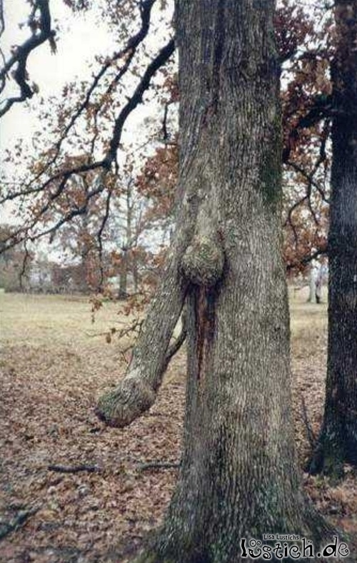 Anders gewachsener Baum Anders gewachsener Baum