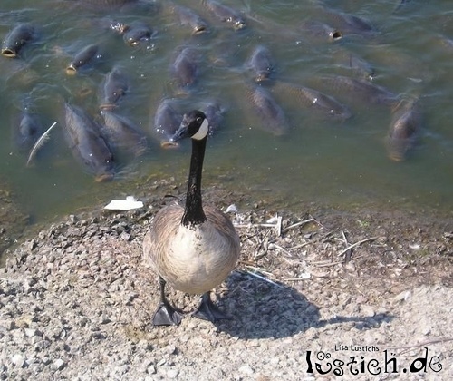 Ente in Gefahr Ente in Gefahr