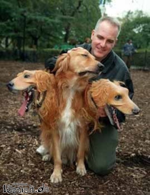 Hundekostüm für Halloween Hundekostüm für Halloween