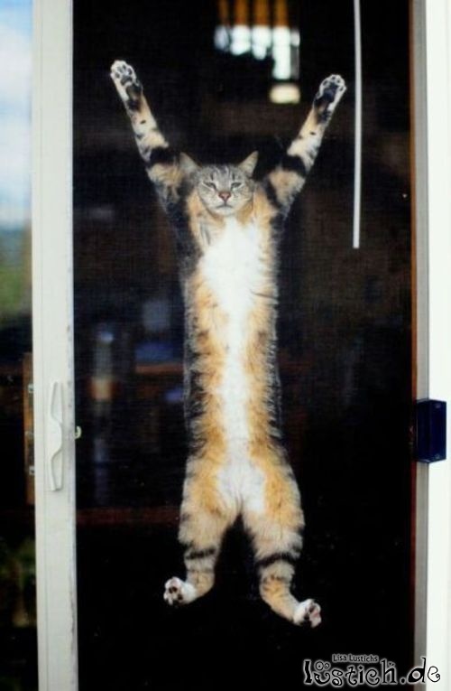 Katze am Fenster Katze am Fenster