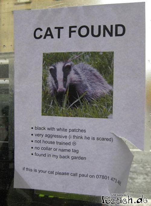 Katze gefunden Katze gefunden