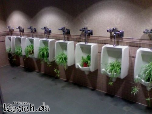 Pflanzen auf der Herrentoilette