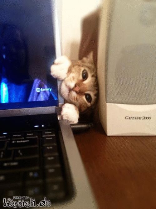 Katze hasst den Computer