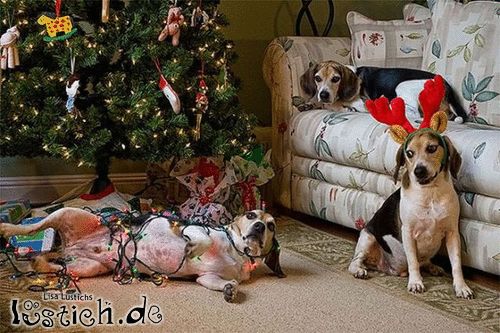 Hunde lieben Weihnachten
