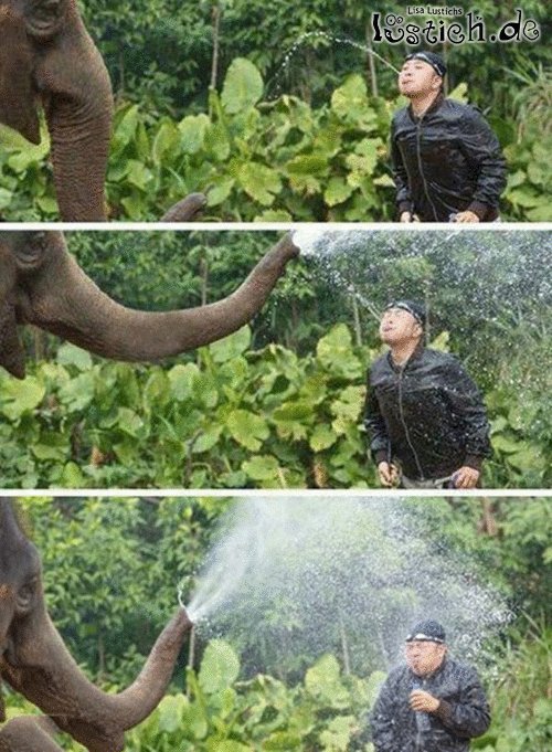 Elefant vs. Mensch