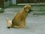 Hund auf Katze