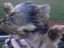 Windhund