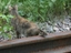 Katze auf dem Gleis