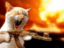 Rambokatze