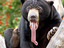 Bär lässt Zunge hängen