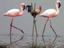 Flamingo-Imitator