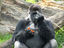 Gorilla will nicht gestört werden