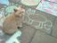 Katzenbild