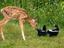 Bambi