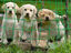 Neugierige Hundwelpe