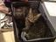 Kofferkatzen