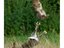 Kung Fu Hase
