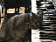 Musikalische Katze