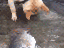Lieber Hund (gif)