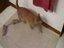 Ratte liebt Katze