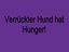 Verrückter Hund hat Hunger